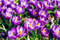Crocus Bulbs Large Flowering Purple, F 